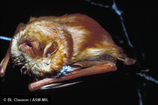 Close-up view of adult male. Also as Red Bat. Close-up view of adult male. Also as Red Bat.