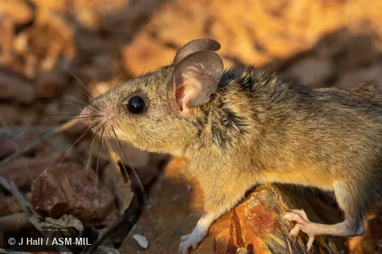 Also as Merriam's Mouse, Mesquite Mouse. Also as Merriam's Mouse, Mesquite Mouse.
