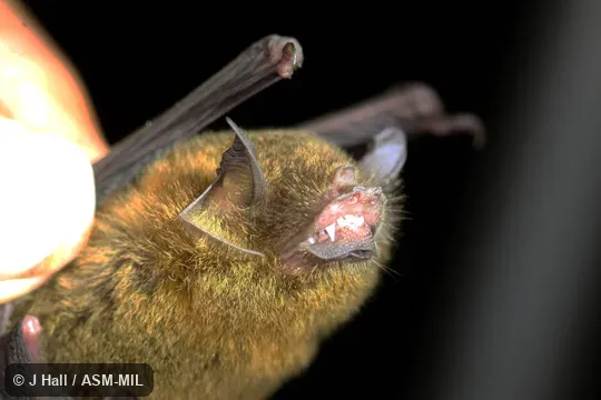 Formerly Pteronotus parnellii portoricensis. Formerly Pteronotus parnellii portoricensis.