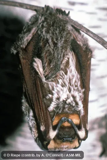 Bat hanging from branch. Formerly Lasiurus (Lasiurus) cinereus cinereus, Hoary Bat. Also as Aeorestes cinereus. Bat hanging from branch. Formerly Lasiurus (Lasiurus) cinereus cinereus, Hoary Bat. Also as Aeorestes cinereus.