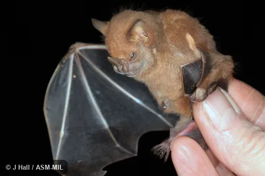 Phyllops falcatus haitiensis. Also as Cuban White-shouldered Bat. Phyllops falcatus haitiensis. Also as Cuban White-shouldered Bat.