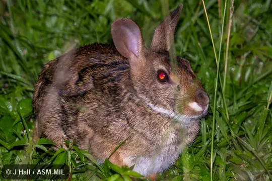 Sylvilagus gabbi gabbi. Formerly Sylvilagus brasiliensis gabbi, Tapeti. Also as Central American Forest Rabbit|Tropical Cottontail. Identified by Luis Ruedas. Sylvilagus gabbi gabbi. Formerly Sylvilagus brasiliensis gabbi, Tapeti. Also as Central American Forest Rabbit|Tropical Cottontail. Identified by Luis Ruedas.