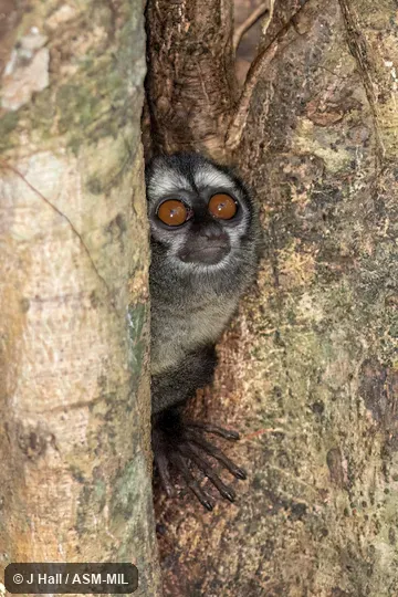 Formerly Aotus lemurinus zonalis. Also as Chocó Owl Monkey. Formerly in Cebidae. Formerly Aotus lemurinus zonalis. Also as Chocó Owl Monkey. Formerly in Cebidae.