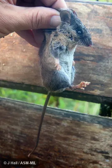Formerly part of Peromyscus mexicanus. Also as Naked-footed Deermouse. Formerly part of Peromyscus mexicanus. Also as Naked-footed Deermouse.