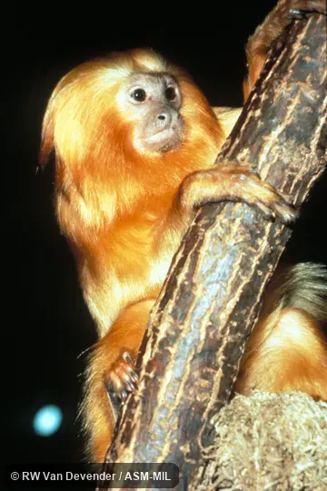 View of marmoset in tree. Formerly Cebidae (Callitrichinae). View of marmoset in tree. Formerly Cebidae (Callitrichinae).