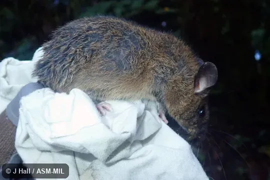 Formerly Sigmodontomys aphrastus. Also as Long-tailed Montane Rat, Long-tailed Sigmodontomys, Harris's Rice Water Rat. Formerly Sigmodontomys aphrastus. Also as Long-tailed Montane Rat, Long-tailed Sigmodontomys, Harris's Rice Water Rat.