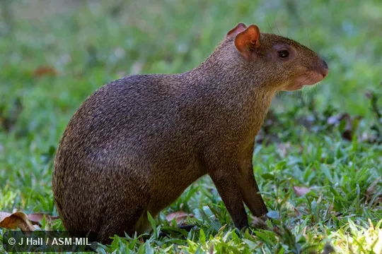 Also as Coiba Island Agouti. Also as Coiba Island Agouti.