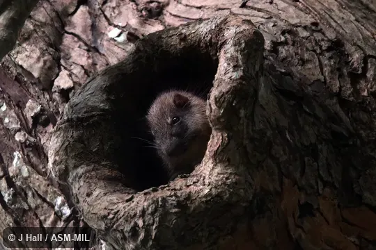 Also as Rufous Soft-furred Spiny-rat|Rufous Tree Rat. Also as Rufous Soft-furred Spiny-rat|Rufous Tree Rat.