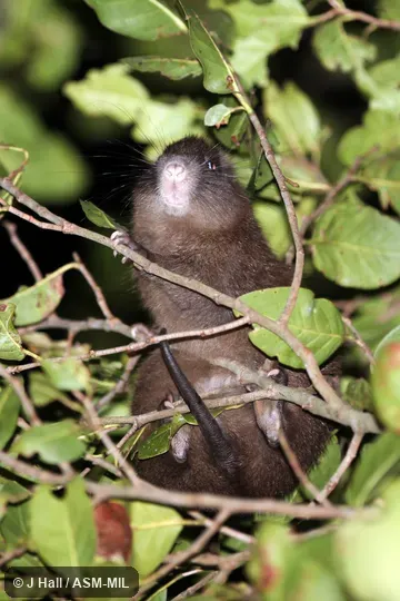 Plagiodontia aedium hylaeum. Also as Cuvier's Hutia. Plagiodontia aedium hylaeum. Also as Cuvier's Hutia.