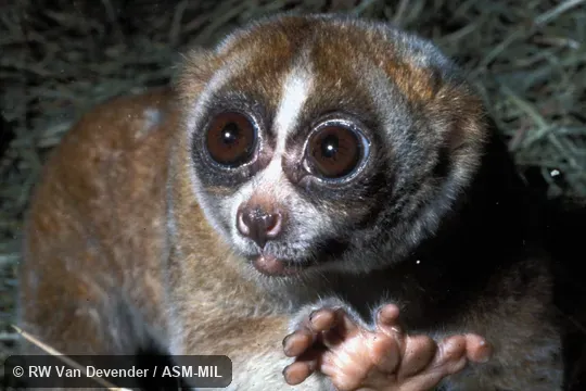 Close-up view of face and hand. Also as Greater Slow Loris|Sumatran Slow Loris|Malaysian Slow Loris. Close-up view of face and hand. Also as Greater Slow Loris|Sumatran Slow Loris|Malaysian Slow Loris.