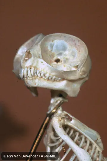 Oblique view of skull, showing large eye-socket. Formerly as Tarsius bancanus, Horsfield’s Tarsier. Oblique view of skull, showing large eye-socket. Formerly as Tarsius bancanus, Horsfield’s Tarsier.