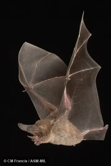 Formerly Lophostoma evotis. Identified by Nancy Simmons or Beth Clare. Formerly Lophostoma evotis. Identified by Nancy Simmons or Beth Clare.