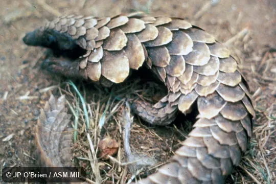 Dorsal view. Formerly as Manis tetradactyla. Also as Long-tailed Pangolin. Dorsal view. Formerly as Manis tetradactyla. Also as Long-tailed Pangolin.
