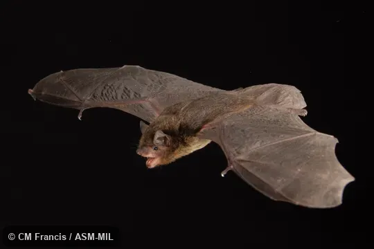 Identified by Nancy Simmons or Beth Clare. Identified by Nancy Simmons or Beth Clare.