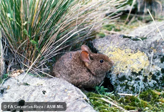 Side view of adult male Side view of adult male