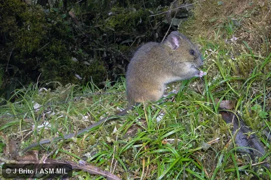 MECN 5259, paratype, adult female MECN 5259, paratype, adult female