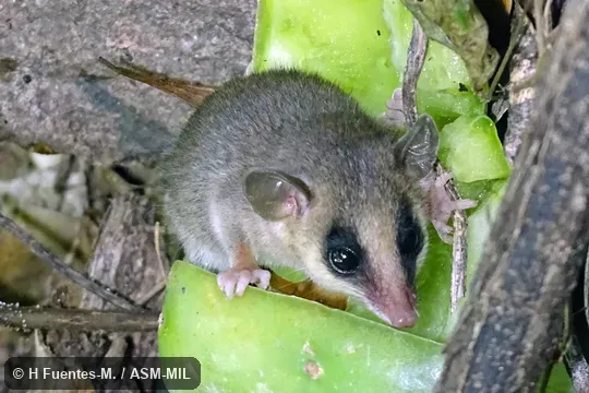 Formerly Tlacuatzin canescens canescens, Gray Mouse Opossum. Formerly Tlacuatzin canescens canescens, Gray Mouse Opossum.