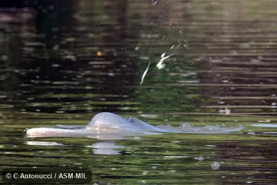 Formerly Inia geoffrensis boliviensis, Amazon River Dolphin. Also as Bolivian Bufeo|Bolivian Boto. Formerly Inia geoffrensis boliviensis, Amazon River Dolphin. Also as Bolivian Bufeo|Bolivian Boto.