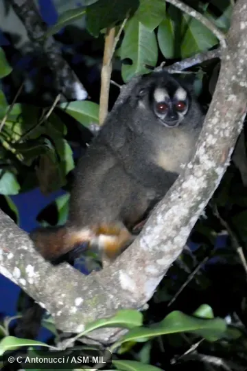 Formerly Aotus lemurinus griseimembra, Gray-bellied Night Monkey. Also as Gray-handed Night Monkey|Yellow-bellied Night Monkey|Yellow-bellied Owl Monkey. Formerly in Cebidae. Formerly Aotus lemurinus griseimembra, Gray-bellied Night Monkey. Also as Gray-handed Night Monkey|Yellow-bellied Night Monkey|Yellow-bellied Owl Monkey. Formerly in Cebidae.