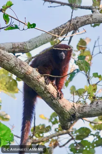 Formerly Callicebus olallae. Also as Beni Titi Monkey|Olalla Brothers' Titi|Olallas' Titi Monkey. Formerly Callicebus olallae. Also as Beni Titi Monkey|Olalla Brothers' Titi|Olallas' Titi Monkey.
