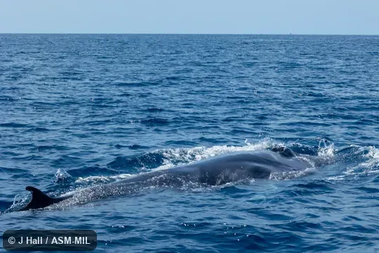 Also as Pygmy Bryde's Whale. Also as Pygmy Bryde's Whale.