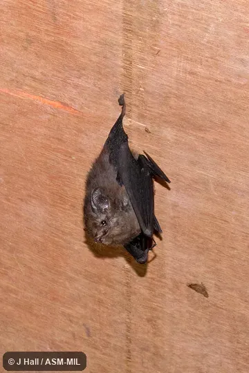 Formerly Emballonura atrata. Formerly Emballonura atrata.