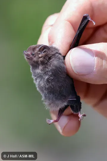 Formerly Emballonura tiavato. Also as Rock-dwelling Sheath-tailed Bat. Formerly Emballonura tiavato. Also as Rock-dwelling Sheath-tailed Bat.
