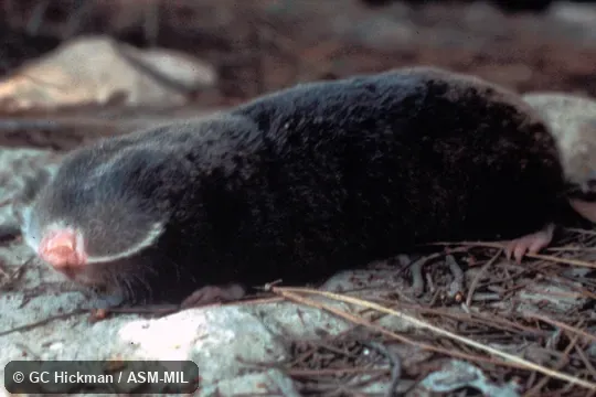 Side view. Formerly Spalax ehrenbergi. Also as Ehrenberg's Mole-rat|Palestine Mole-rat. Side view. Formerly Spalax ehrenbergi. Also as Ehrenberg's Mole-rat|Palestine Mole-rat.