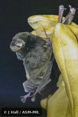 Also as Glen's Bent-winged Bat. Formerly in Vespertilionidae. Also as Glen's Bent-winged Bat. Formerly in Vespertilionidae.