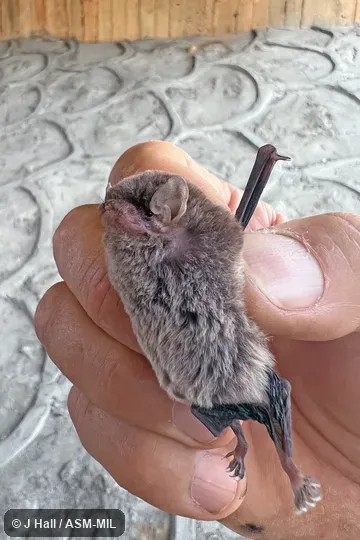 Formerly Miniopterus manavi griveaudi, Manavi Long-fingered Bat. Also as Comoros Bent-winged Bat|Comoros Long-fingered Bat. Formerly in Vespertilionidae. Formerly Miniopterus manavi griveaudi, Manavi Long-fingered Bat. Also as Comoros Bent-winged Bat|Comoros Long-fingered Bat. Formerly in Vespertilionidae.