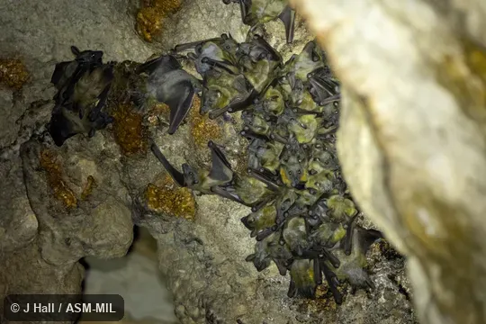 Also as Madagascar Straw Colored Fruit Bat|Malagasy Straw-colored Fruit Bat. Also as Madagascar Straw Colored Fruit Bat|Malagasy Straw-colored Fruit Bat.