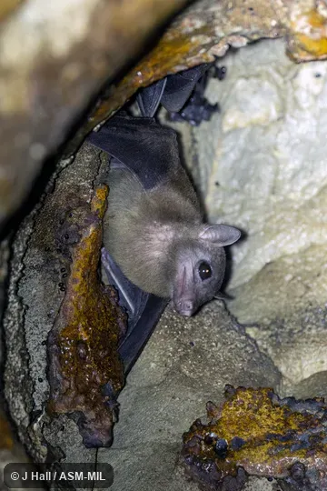 Also as Madagascan Rousette|Madagascar Rousette. Also as Madagascan Rousette|Madagascar Rousette.