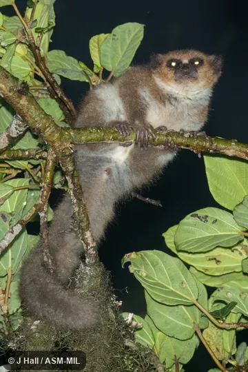 Also as Andringitra Dwarf Lemur|Haute Matsiatra Dwarf Lemur. Also as Andringitra Dwarf Lemur|Haute Matsiatra Dwarf Lemur.