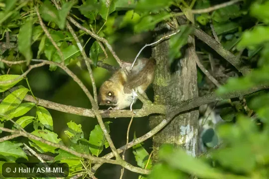 Also as Arnhold's Mouse Lemur. Also as Arnhold's Mouse Lemur.