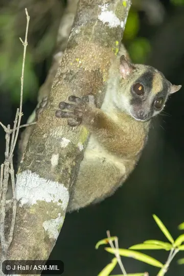 Formerly Phaner furcifer electromontis. Also as Amber Mountain Fork-marked Lemur. Formerly Phaner furcifer electromontis. Also as Amber Mountain Fork-marked Lemur.