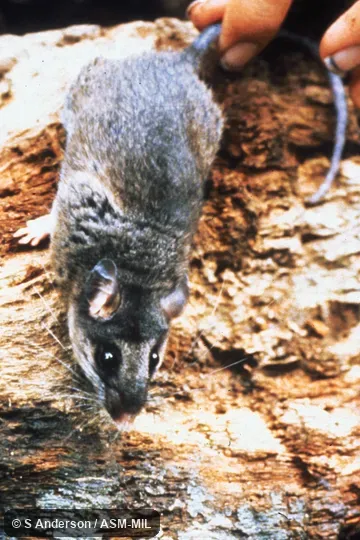 Dorsal view of adult male. Formerly Peromyscus mexicanus. Also as Peromyscus nudipes. Dorsal view of adult male. Formerly Peromyscus mexicanus. Also as Peromyscus nudipes.