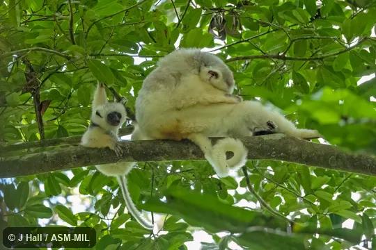 Formerly Propithecus diadema candidus, Diademed Sifaka. Also as Silky Simpona. Formerly Propithecus diadema candidus, Diademed Sifaka. Also as Silky Simpona.