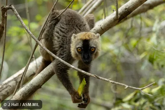 Also as Southern Red-fronted Brown Lemur. Also as Southern Red-fronted Brown Lemur.