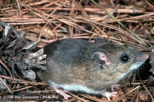 Side view, adult male. Also as Cotton Mouse. Side view, adult male. Also as Cotton Mouse.
