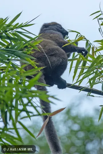 Also as Northern Gentle Lemur|Sambirano Bamboo Lemur|Sambirano Lesser Bamboo Lemur|Western Bamboo Lemur. Also as Northern Gentle Lemur|Sambirano Bamboo Lemur|Sambirano Lesser Bamboo Lemur|Western Bamboo Lemur.