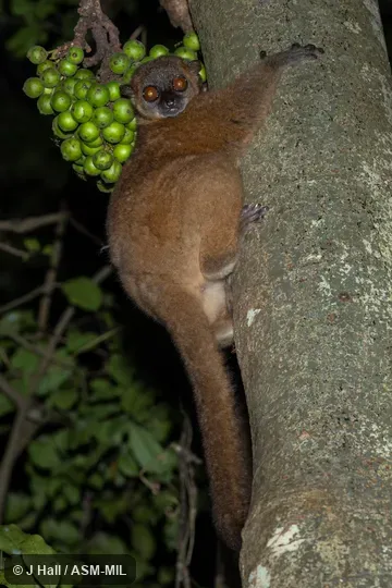Also as Hawks' Sportive Lemur|Nosy Be Weasel Lemur. Also as Hawks' Sportive Lemur|Nosy Be Weasel Lemur.
