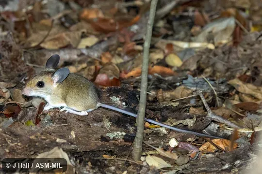 Also as Lesser Big-footed Mouse|Western Big-footed Mouse|Western Forest Mouse. Also as Lesser Big-footed Mouse|Western Big-footed Mouse|Western Forest Mouse.