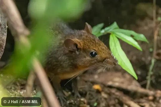 Also as Lowland Red Forest Rat|White-bellied Nesomys. Also as Lowland Red Forest Rat|White-bellied Nesomys.
