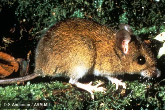 Side view of adult male. Formerly Oryzomys alfaroi|Handleomys alfaroi. Also as Alfaro's Oryzomys. Side view of adult male. Formerly Oryzomys alfaroi|Handleomys alfaroi. Also as Alfaro's Oryzomys.