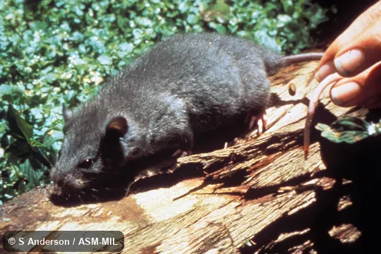 Side view, subadult male Side view, subadult male