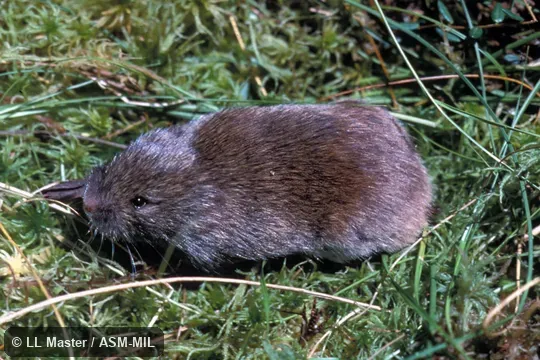 Side view. Also as Southern Lemming Mouse. Side view. Also as Southern Lemming Mouse.