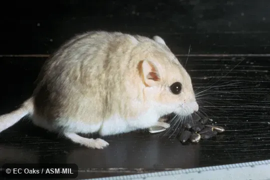 Side view of captive adult female. Also as Fat-tailed Gerbil. Side view of captive adult female. Also as Fat-tailed Gerbil.