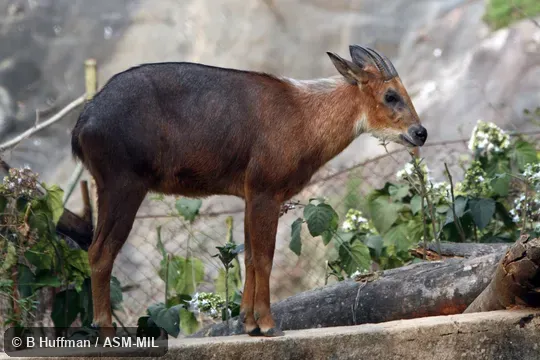 Also as Arakan Serow|Burmese Red Serow. Also as Arakan Serow|Burmese Red Serow.