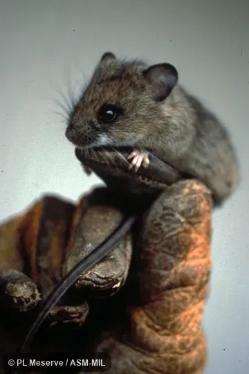 Hand-held animal. Also as Chilean Tree Rat|Large-footed Irenomys. Hand-held animal. Also as Chilean Tree Rat|Large-footed Irenomys.