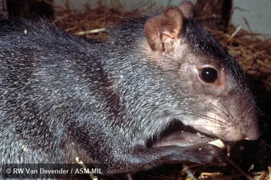 Side view of head Side view of head
